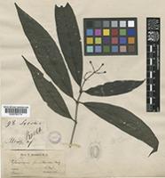 Tarenna pavettoides (Harv.) Sim [family RUBIACEAE]