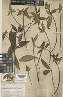 Type of Timonius hirsutus Ridl. [family RUBIACEAE]
