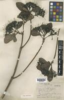 Type of Pavetta fruticosa Craib [family RUBIACEAE]