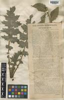 Carduus crispus L. [family COMPOSITAE]