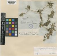 Cousinia prolifera Jaub. & Spach [family COMPOSITAE]
