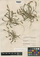 Isotype of Plantago boissieri Hausskn. & Bornm. ex Bornm. [family PLANTAGINACEAE]
