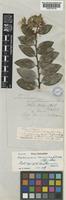 Holotype of Vaccinium erythrinum Hook. [family ERICACEAE]