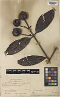 Syzygium dyerianum (King) Chantar. & J.Parn. [family MYRTACEAE]