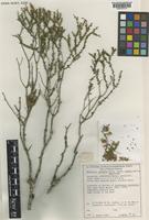 Isotype of Melaleuca undulata Benth. subsp. crebra Barlow [family MYRTACEAE]