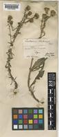 Centaurea debeauxii Godr. & Gren. subsp. debeauxii [family COMPOSITAE]