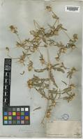 Centaurea hyalolepis Boiss. [family COMPOSITAE]