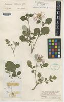 Holotype of Centaurea dittrichii Gabrieljan [family COMPOSITAE]
