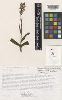 Holotype of Dactylorhiza fuchsii (Druce) Soó var. rhodochila Turner Ettl. [family ORCHIDACEAE]