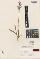 Isotype of Orchis clandestina Hautz. [family ORCHIDACEAE]