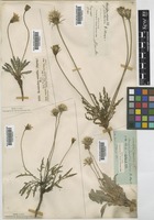 Leontodon taraxacoides (Vill.) Mérat subsp. taraxacoides (Vill.) Mérat [family COMPOSITAE]