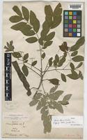 Syntype of Albizia gamblei Prain [family LEGUMINOSAE-MIMOSOIDEAE]