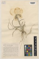 Iris camillae Grossh. [family IRIDACEAE]