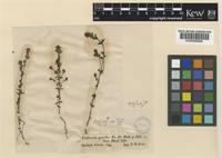 Euphrasia micrantha Rchb. [family OROBANCHACEAE]