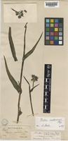 Sonchus maritimus L. [family COMPOSITAE]