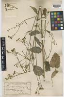 Lapsana communis L. [family COMPOSITAE]