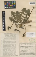 Isolectotype of Taraxacum orcadense Dahlst. [family COMPOSITAE]