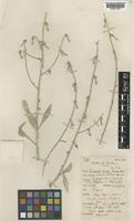 Type of Zeugandra iranica P.H.Davis [family CAMPANULACEAE]