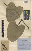 Aristolochia klossii Ridl. [family ARISTOLOCHIACEAE]