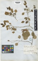 Dalbergia sissoo Roxb. [family LEGUMINOSAE-PAPILIONOIDEAE]
