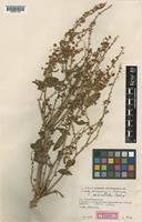 Type of Rumex exspectatus Rech.f. [family POLYGONACEAE]