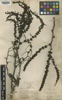 Rumex nigricans Hook.f. [family POLYGONACEAE]