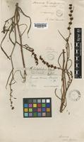 Rumex tenax Rech.f. [family POLYGONACEAE]