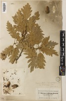 Quercus petraea (Matt.) Liebl. [family FAGACEAE]
