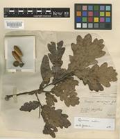 Quercus petraea (Matt.) Liebl. [family FAGACEAE]