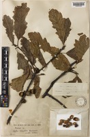 Quercus castaneifolia C.A.Mey. var. [family FAGACEAE]