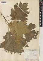 Quercus velutina Lam. [family FAGACEAE]