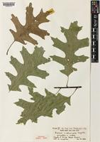 Holotype of Quercus columnaris Laughlin [family FAGACEAE]