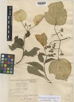 Type of Mussaenda longisepala Geddes [family RUBIACEAE]