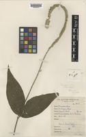 Isotype of Achyranthes coynei Santapau [family AMARANTHACEAE]