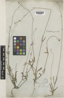 Froelichia gracilis Moq. [family AMARANTHACEAE]