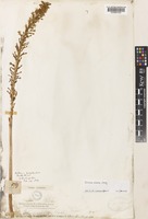Type of Drimia burchellii Baker [family HYACINTHACEAE]