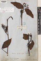 Isotype of Holarrhena pubescens Wall. ex G.Don [family APOCYNACEAE]