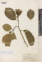Isotype of Pagiantha koroana Markgr. [family APOCYNACEAE]