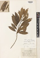 Isotype of Myristica guadalcanalensis J.Sinclair [family MYRISTICACEAE]