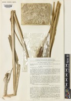 Typha laxmannii Lepech. var. getica Morariu [family TYPHACEAE]