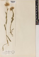 Erigeron formosissimus Green, E.L. [family COMPOSITAE]