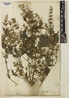 Haplanthodes tentaculata (L.) R.B.Majumdar [family ACANTHACEAE]