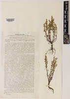 Artemisia anethoides Mattf. [family COMPOSITAE]