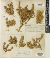 Anabasis annua Bunge [family AMARANTHACEAE]