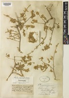 Lectotype of Salsola cyclophylla Baker [family AMARANTHACEAE]