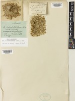 Isolectotype of Salsola volkensii Asch. & Schweinf. [family AMARANTHACEAE]