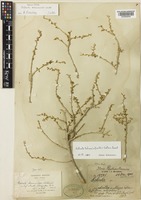 Type of Salsola drummondii Ulbr. [family AMARANTHACEAE]
