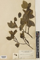 Wikstroemia elliptica Merr. [family THYMELAEACEAE]