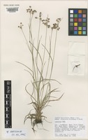 Isotype of Luzula multiflora (Ehrh.) Lej. subsp. hibernica Kirschner & T.C.G.Rich [family JUNCACEAE]