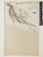 Eragrostis pectinacea (Michx.) Nees [family POACEAE]
